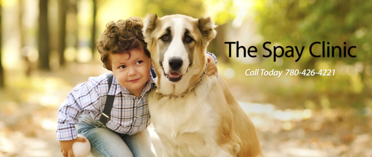 The Spay Clinic