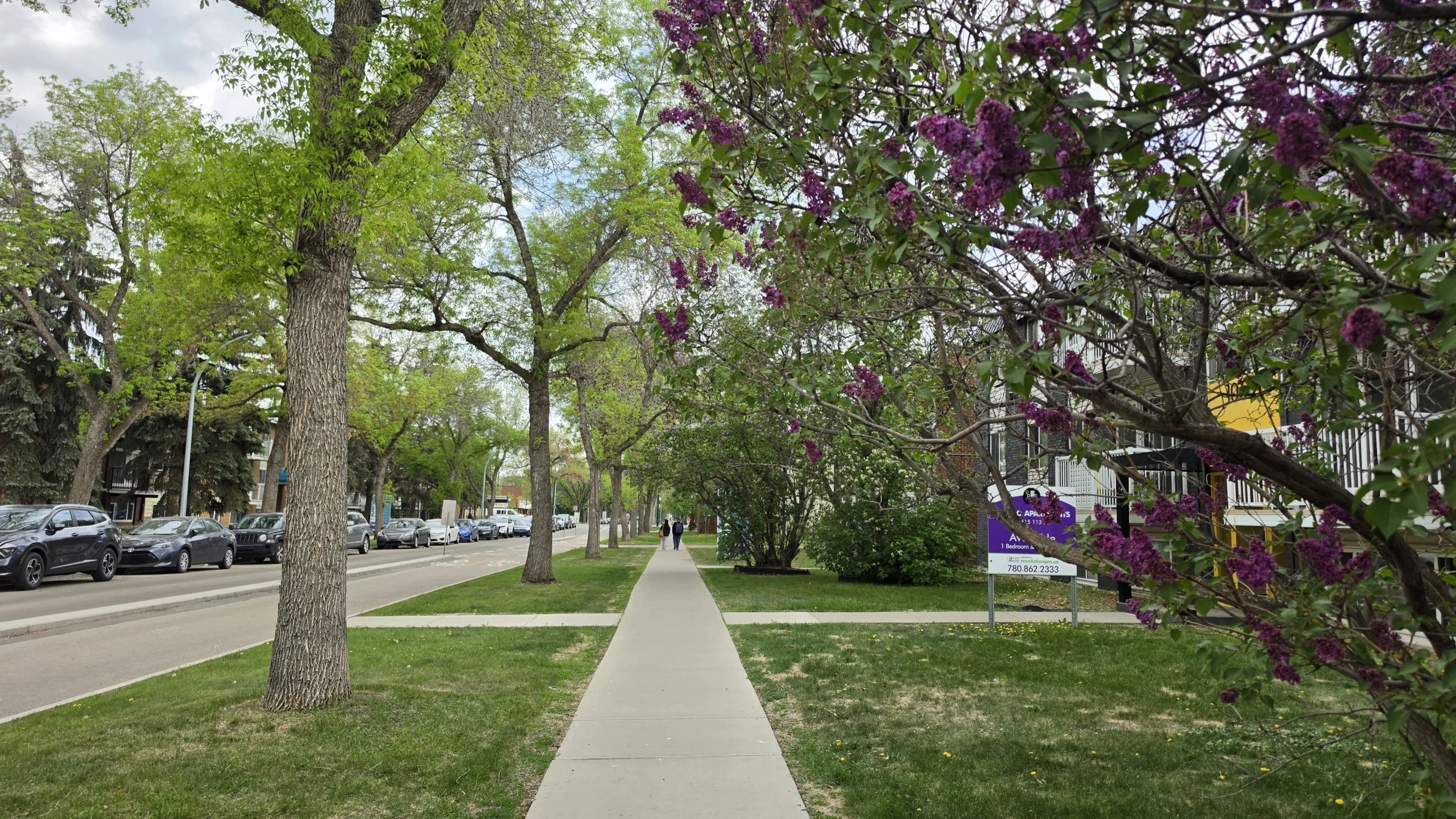 Lilac trees along a sidewalk in Midtown Edmonton